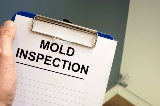 Professional Mold Removal in Exmore, VA